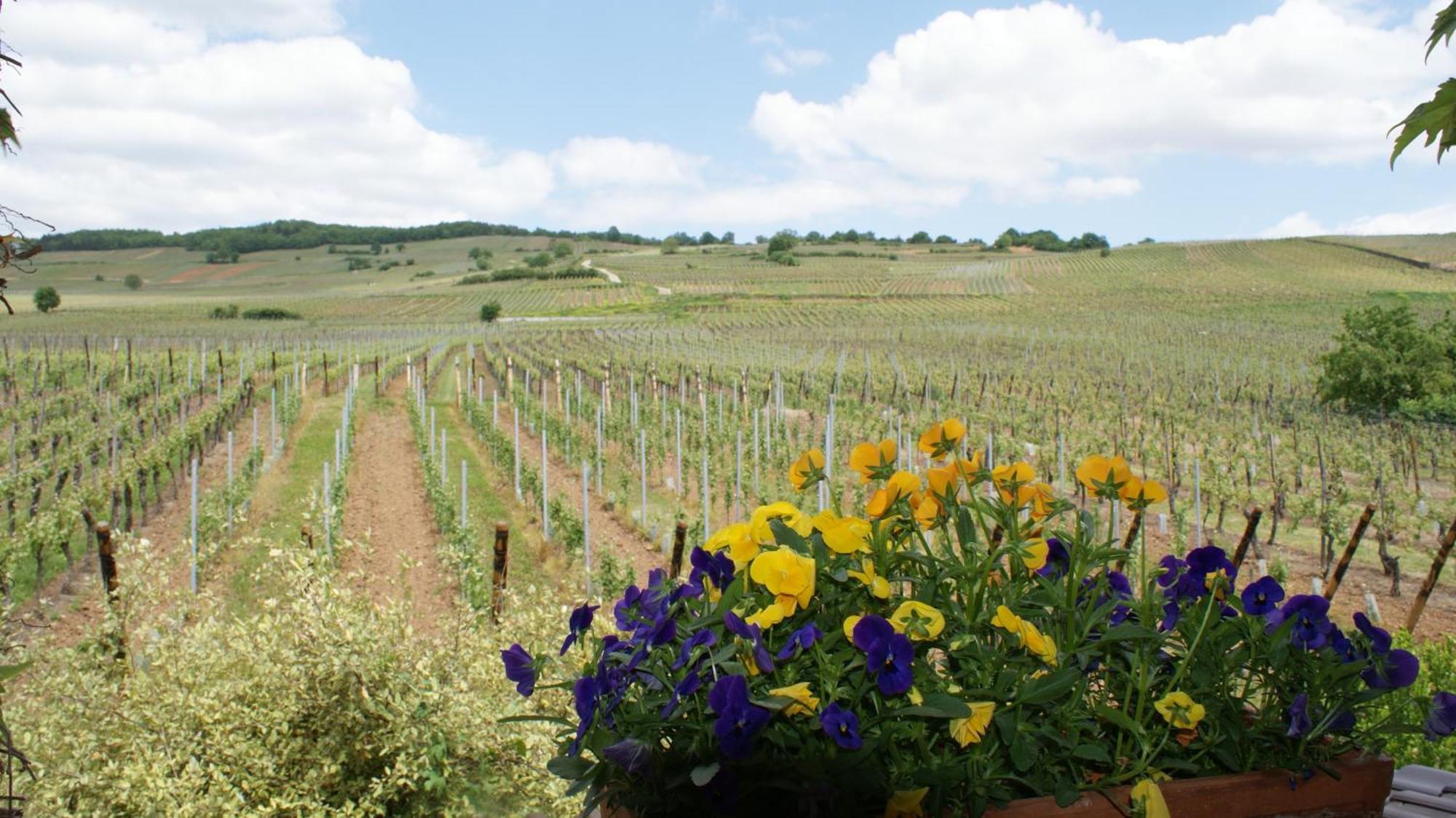 Chambre D'Hotes Le Vogelgarten Sigolsheim Εξωτερικό φωτογραφία