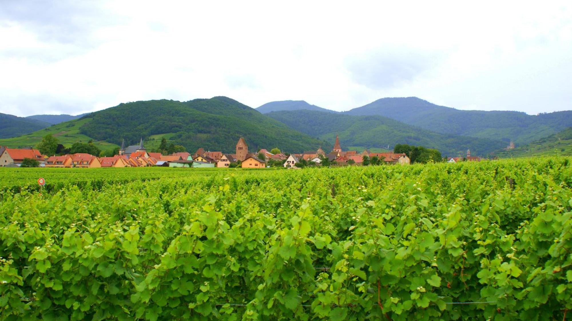 Chambre D'Hotes Le Vogelgarten Sigolsheim Εξωτερικό φωτογραφία